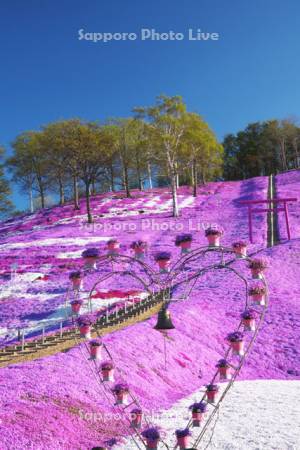 ひがしもこと芝桜公園のシバザクラ