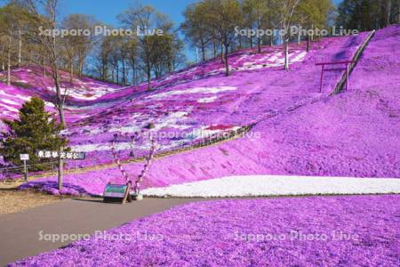 ひがしもこと芝桜公園のシバザクラ