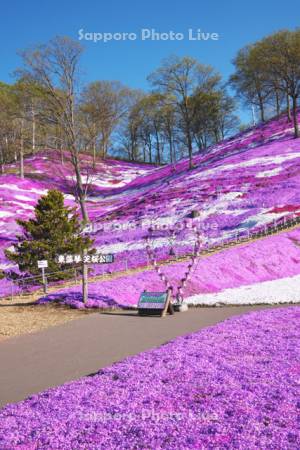 ひがしもこと芝桜公園のシバザクラ