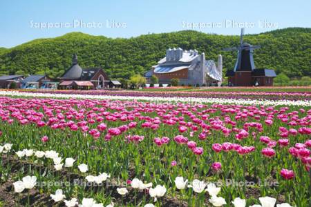 かみゆうべつチューリップ公園