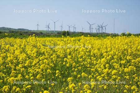 風力発電と菜の花
