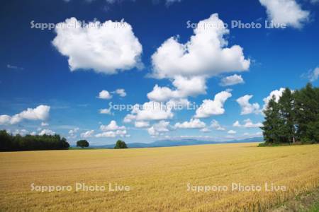 麦畑と大雪山と雲