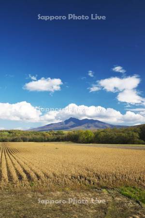 豆畑と斜里岳