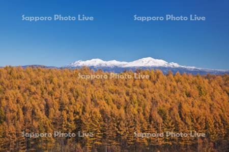 大雪山とカラマツ林の秋