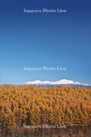 大雪山とカラマツ林の秋
