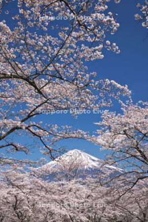 大石寺の桜と富士山