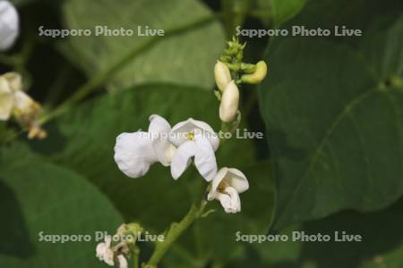 白花豆の花