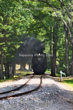 丸瀬布森林公園いこいの森　雨宮21号