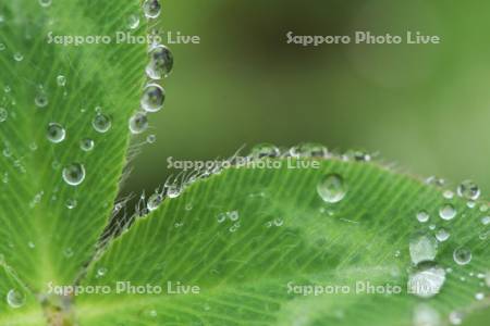 アカツメクサの葉と水滴