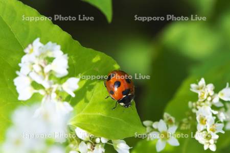 ソバの花とナナホシテントウ