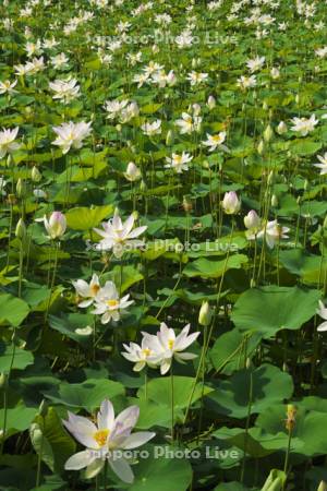 日本最北のハスの池