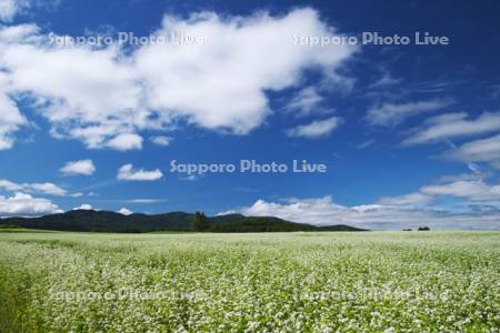 ソバ畑の花と雲