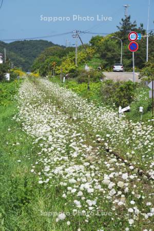 日高本線の廃線跡