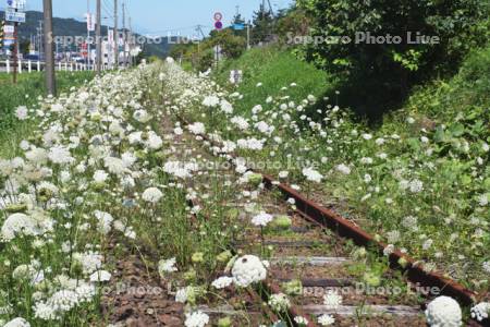 日高本線の廃線跡