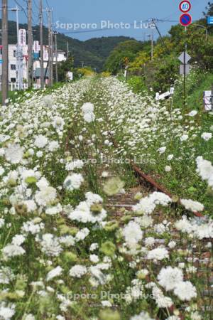 日高本線の廃線跡