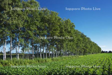 シラカバ林と豆畑