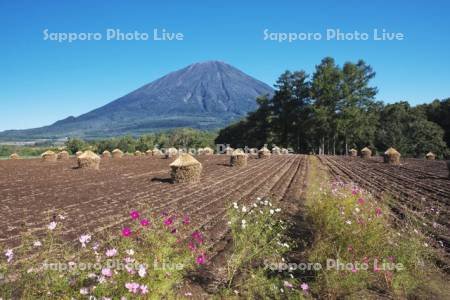 羊蹄山と豆ニオ