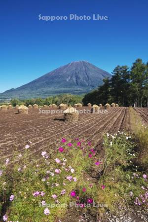 羊蹄山と豆ニオ