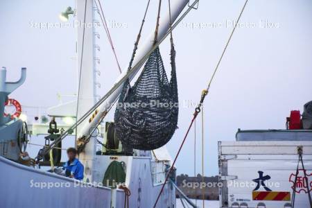 浦河港のスケトウダラの荷揚げ