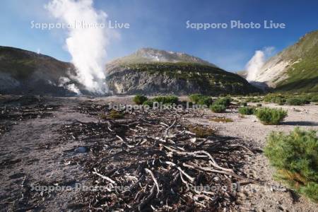 硫黄山とハイマツの枯れ木