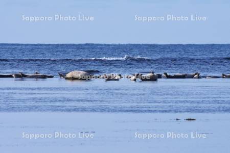 宗谷湾のゴマフアザラシ