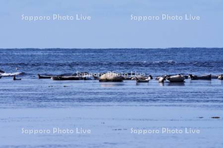 宗谷湾のゴマフアザラシ