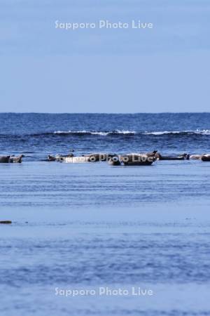 宗谷湾のゴマフアザラシ