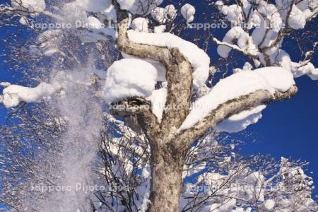 木から落ちる雪