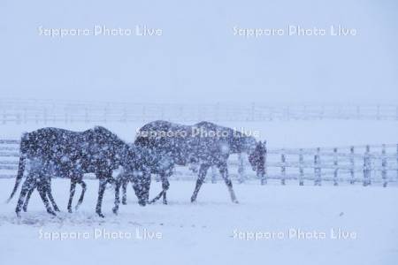 サラブレッドと雪