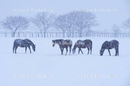 サラブレッドと雪