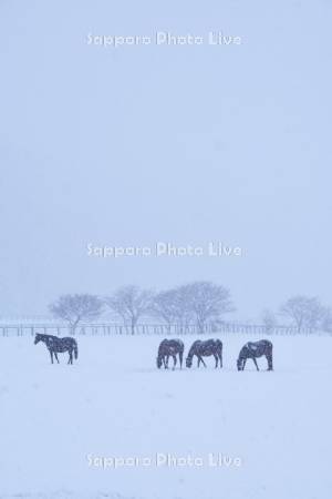 サラブレッドと雪