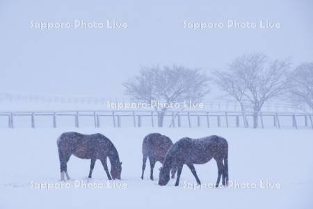 サラブレッドと雪