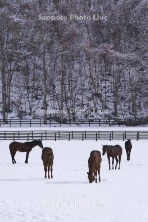 サラブレッドと雪