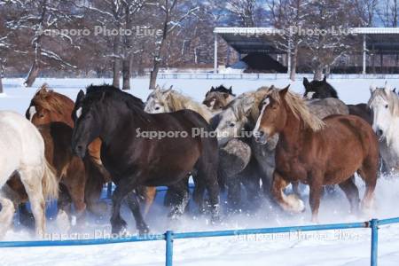 十勝牧場の馬追い運動