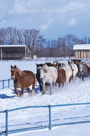 十勝牧場の馬追い運動