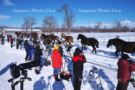 十勝牧場の馬追い運動と観光客