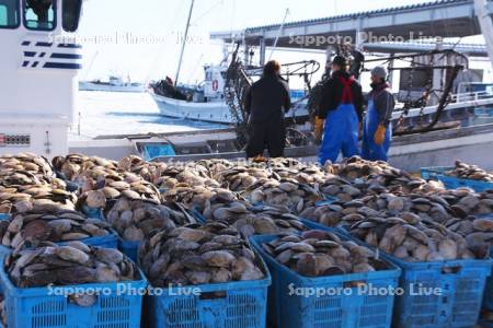 尾岱沼漁港のホタテの荷揚げとホタテ漁船