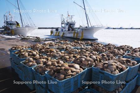 尾岱沼漁港のホタテの荷揚げとホタテ漁船