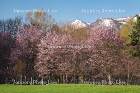 ふらのぶどうヶ丘公園の桜と夕張山地