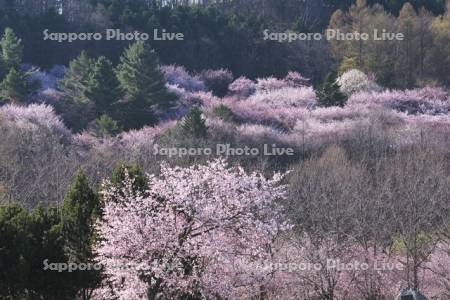 朝日ヶ丘公園の桜