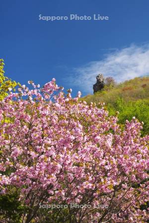 烏帽子岩と桜