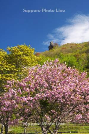 烏帽子岩と桜