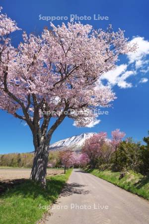 羊蹄山と桜　真狩神社