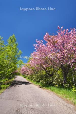 桜と道