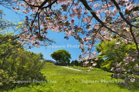 勝山館跡と桜