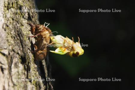 セミの羽化