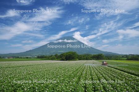 羊蹄山とジャガイモの花とトラクター