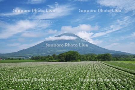 羊蹄山とジャガイモの花