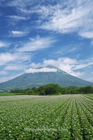 羊蹄山とジャガイモの花