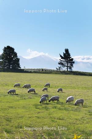 ヒツジと草原と十勝岳連峰